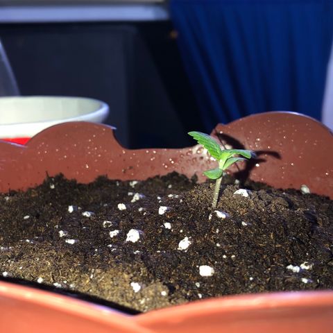 Lemon haze 🍋 growlog photo: At night 🌌 ✨👽🌈