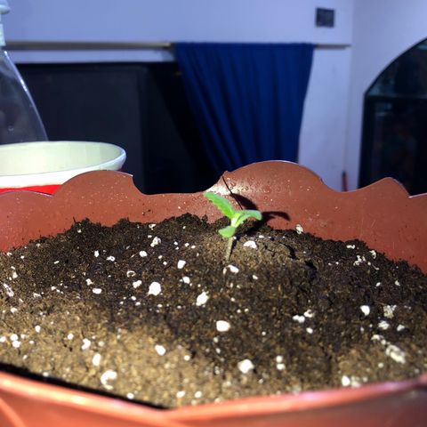 Lemon haze 🍋 growlog photo: At night 🌌 ✨👽🌈