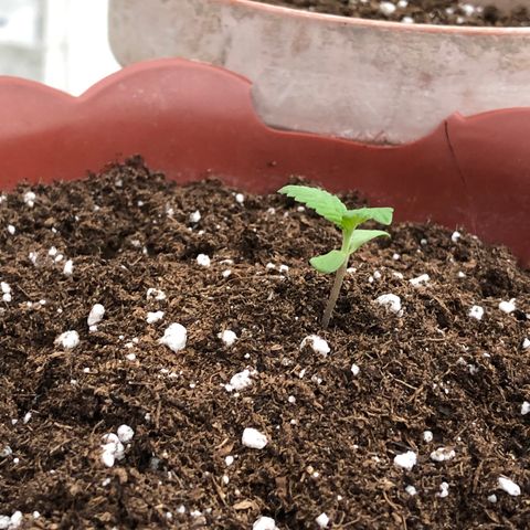 Lemon haze 🍋 growlog photo: Yesterday 😅🌱❤️ 5:35 PM 🕰 ✅ 