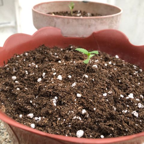 Lemon haze 🍋 growlog photo: Yesterday 😅🌱❤️ 5:35 PM 🕰 ✅ 