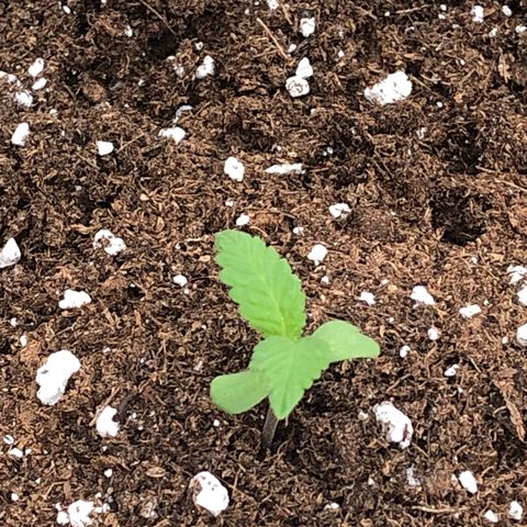 Lemon haze 🍋 growlog photo: Yesterday 😅🌱❤️ 5:35 PM 🕰 ✅ 