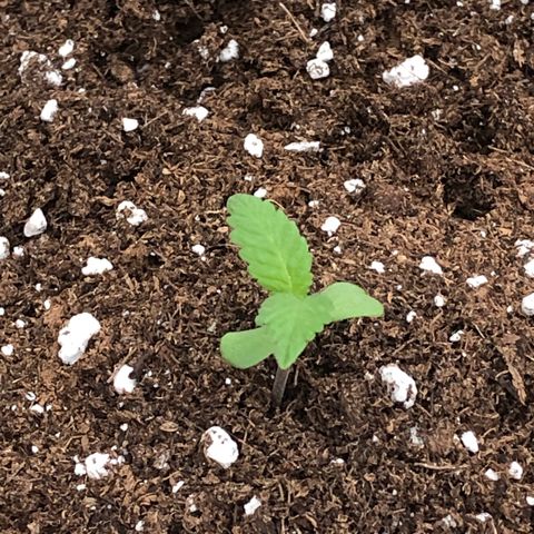 Lemon haze 🍋 growlog photo: Yesterday 😅🌱❤️ 5:35 PM 🕰 ✅ 