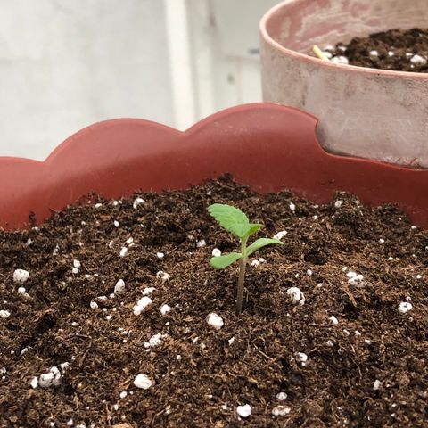 Lemon haze 🍋 growlog photo: Yesterday 😅🌱❤️ 5:35 PM 🕰 ✅ 