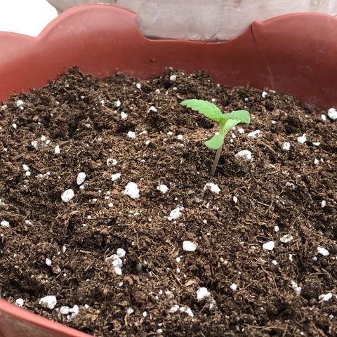Lemon haze 🍋 growlog photo: Yesterday 😅🌱❤️ 5:35 PM 🕰 ✅ 