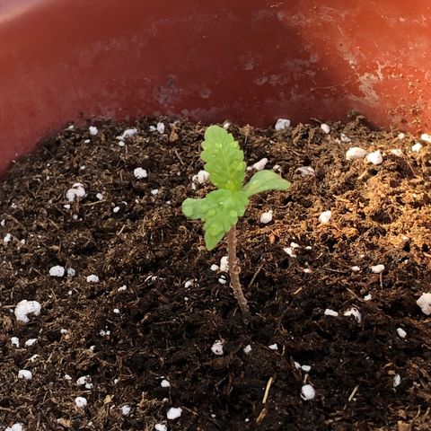 Lemon haze 🍋 growlog timeline photo