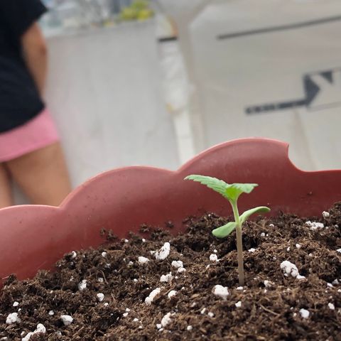 Lemon haze 🍋 growlog photo: Today 🌱👽🌈5:03 PM 