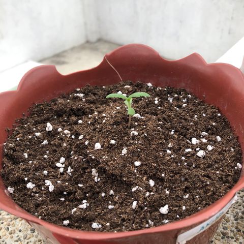 Lemon haze 🍋 growlog photo: Today 🌱👽🌈5:03 PM 