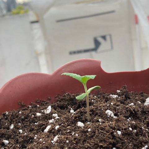 Lemon haze 🍋 growlog photo: Today 🌱👽🌈5:03 PM 