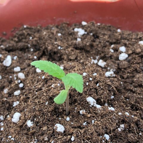 Lemon haze 🍋 growlog photo: Today 🌱👽🌈5:03 PM 