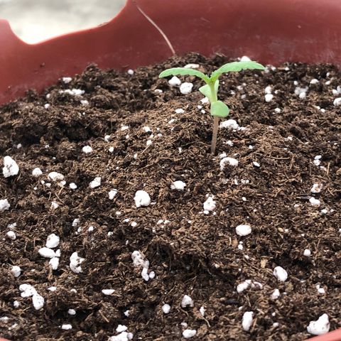 Lemon haze 🍋 growlog photo: Today 🌱👽🌈5:03 PM 