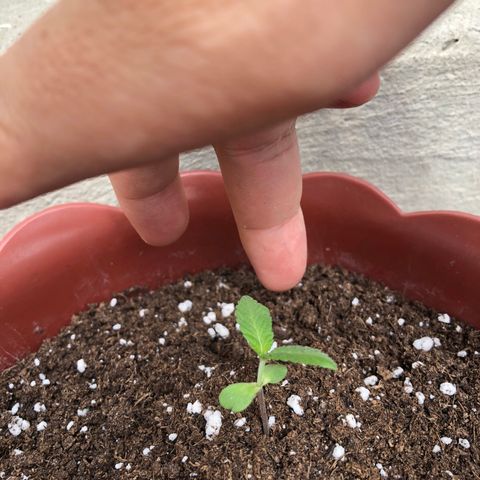 Lemon haze 🍋 growlog photo: Sunday 2:12 PM 👽🌱🍋