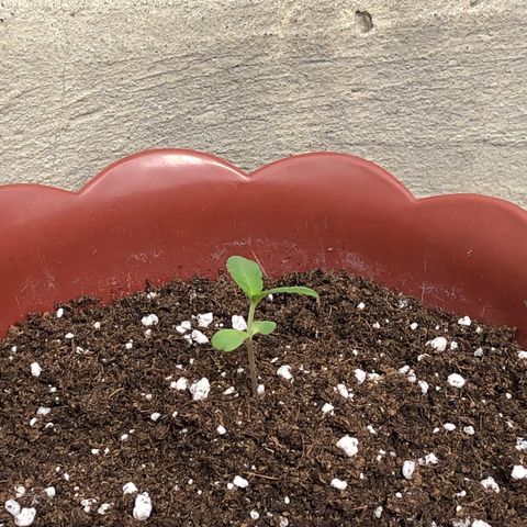 Lemon haze 🍋 growlog photo: Sunday 2:12 PM 👽🌱🍋