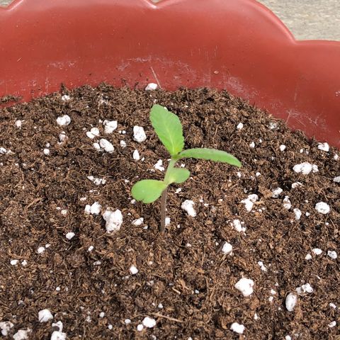 Lemon haze 🍋 growlog photo: Sunday 2:12 PM 👽🌱🍋