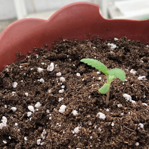 Lemon haze 🍋 growlog photo: Yesterday 👽✅