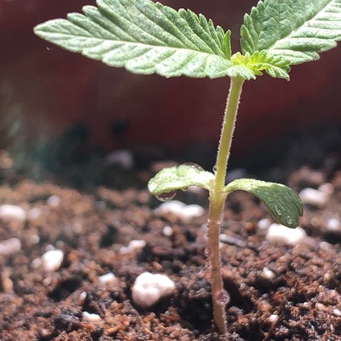 Lemon haze 🍋 growlog photo: 👊👊👊👊👊👊🔥🔥🔥🔥 