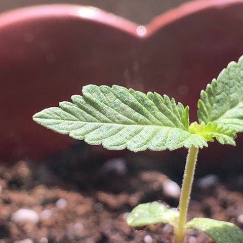 Lemon haze 🍋 growlog photo: 👊👊👊👊👊👊🔥🔥🔥🔥 
