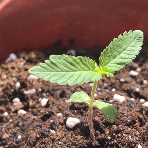 Lemon haze 🍋 growlog photo: 👊👊👊👊👊👊🔥🔥🔥🔥 