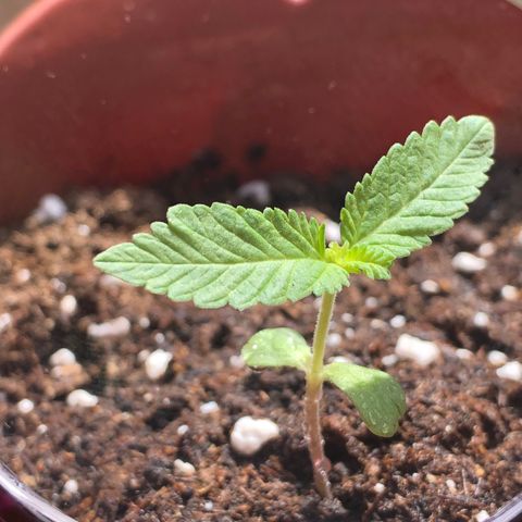 Lemon haze 🍋 growlog photo: 👊👊👊👊👊👊🔥🔥🔥🔥 