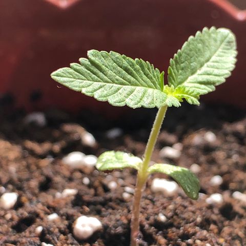 Lemon haze 🍋 growlog photo: 👊👊👊👊👊👊🔥🔥🔥🔥 