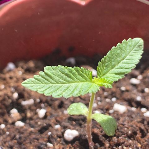 Lemon haze 🍋 growlog photo: 👊👊👊👊👊👊🔥🔥🔥🔥 