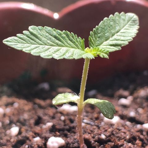 Lemon haze 🍋 growlog photo: 👊👊👊👊👊👊🔥🔥🔥🔥 