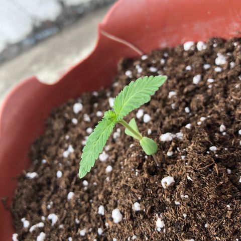 Lemon haze 🍋 growlog photo: 👽🔥