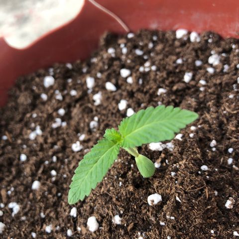 Lemon haze 🍋 growlog photo: 👽🔥