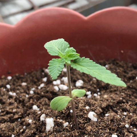 Lemon haze 🍋 growlog photo: 2 days later 🔥❤️✅👽