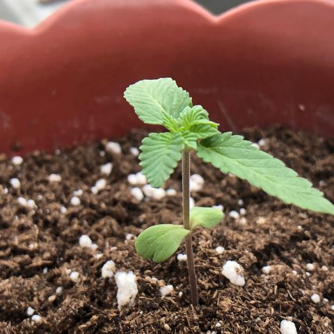 Lemon haze 🍋 growlog photo: 2 days later 🔥❤️✅👽