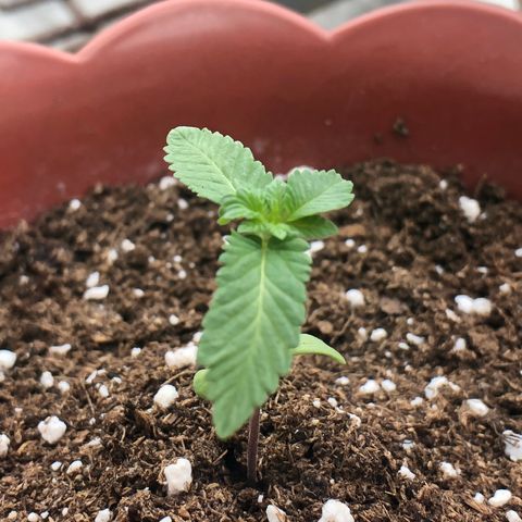 Lemon haze 🍋 growlog photo: 2 days later 🔥❤️✅👽