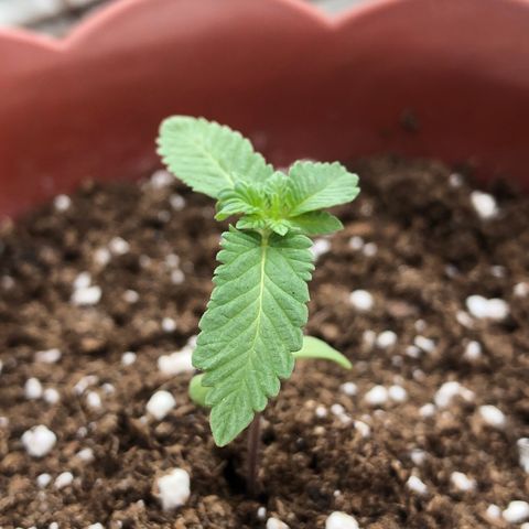 Lemon haze 🍋 growlog photo: 2 days later 🔥❤️✅👽