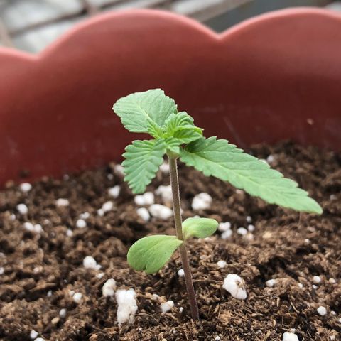 Lemon haze 🍋 growlog photo: 2 days later 🔥❤️✅👽