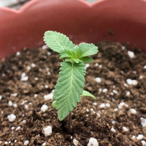 Lemon haze 🍋 growlog photo: 2 days later 🔥❤️✅👽