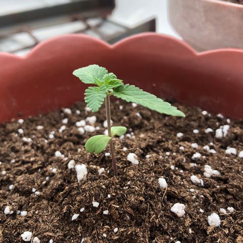 Lemon haze 🍋 growlog photo: 2 days later 🔥❤️✅👽