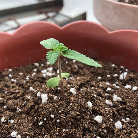 Lemon haze 🍋 growlog photo: 2 days later 🔥❤️✅👽