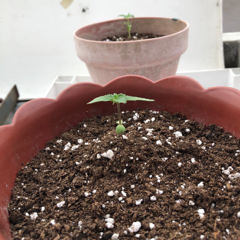 Lemon haze 🍋 growlog photo: June Friday 18 2021
5:04 PM 