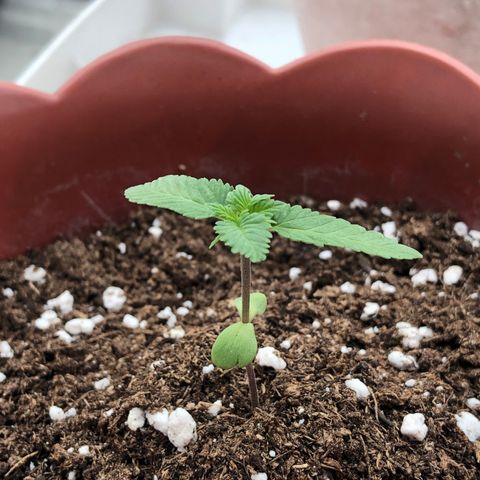 Lemon haze 🍋 growlog photo: June Friday 18 2021
5:04 PM 