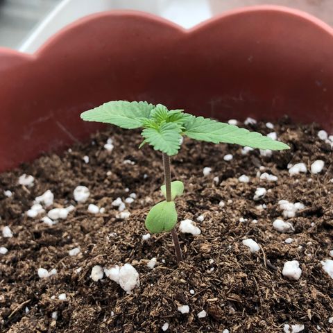 Lemon haze 🍋 growlog photo: June Friday 18 2021
5:04 PM 