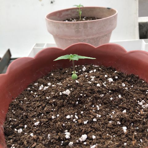 Lemon haze 🍋 growlog photo: June Friday 18 2021
5:04 PM 