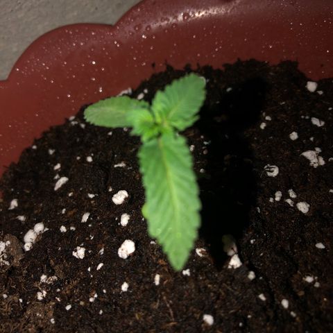 Lemon haze 🍋 growlog photo: At night 🌌Friday 🌱❤️👽🌈✅