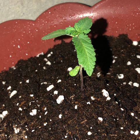 Lemon haze 🍋 growlog photo: At night 🌌Friday 🌱❤️👽🌈✅