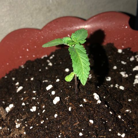 Lemon haze 🍋 growlog photo: At night 🌌Friday 🌱❤️👽🌈✅