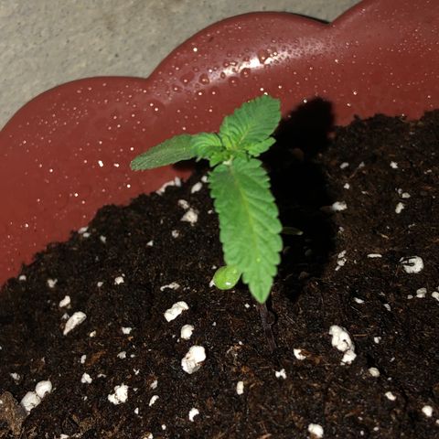 Lemon haze 🍋 growlog photo: At night 🌌Friday 🌱❤️👽🌈✅