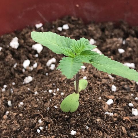 Lemon haze 🍋 growlog photo: Saturday 3:25 PM 🌅🌱❤️