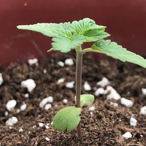 Lemon haze 🍋 growlog photo: Saturday 3:25 PM 🌅🌱❤️