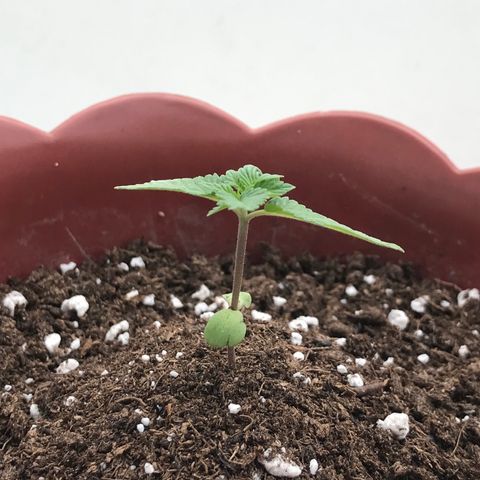 Lemon haze 🍋 growlog photo: Saturday 3:25 PM 🌅🌱❤️