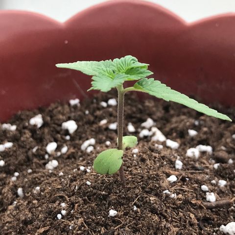 Lemon haze 🍋 growlog photo: Saturday 3:25 PM 🌅🌱❤️
