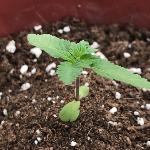 Lemon haze 🍋 growlog photo: Saturday 3:25 PM 🌅🌱❤️