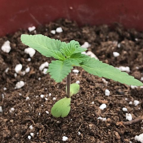 Lemon haze 🍋 growlog photo: Saturday 3:25 PM 🌅🌱❤️