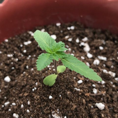 Lemon haze 🍋 growlog photo: Saturday 3:25 PM 🌅🌱❤️